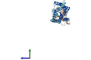 AlphaFold protein structure predicition of Human Recombinant OPN1MW Protein, UniprotID P04001 (OPN1MW Protein (AA 1-364) (His tag))