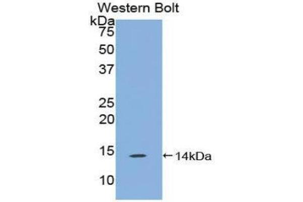 FAM19A4 antibody  (AA 46-139)
