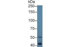 Western Blot; Sample: Mouse Serum; Primary Ab: 1µg/ml Rabbit Anti-Mouse MTUS1 Antibody Second Ab: 0.