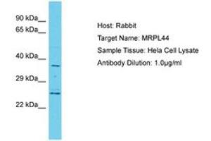 Image no. 1 for anti-Mitochondrial Ribosomal Protein L44 (MRPL44) (C-Term) antibody (ABIN6750659) (MRPL44 antibody  (C-Term))