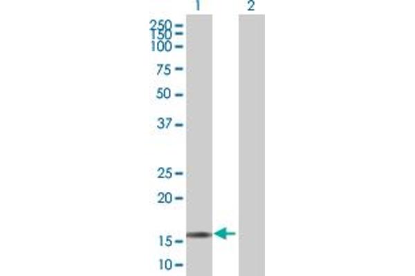 RGS13 antibody  (AA 1-159)