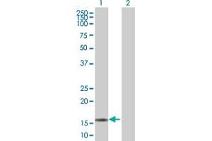 Western Blot analysis of RGS13 expression in transfected 293T cell line by RGS13 MaxPab polyclonal antibody.