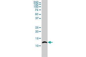 LY6H monoclonal antibody (M01), clone 3E10 Western Blot analysis of LY6H expression in K-562 . (LY6H antibody  (AA 26-140))