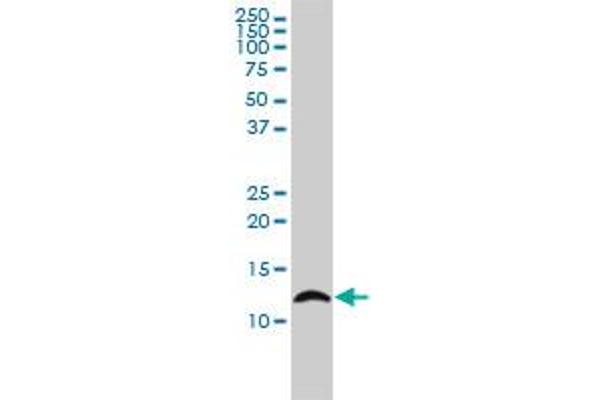 LY6H antibody  (AA 26-140)