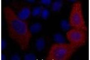Immunofluorescence analysis of 293T cells transfected with a VSV G tagged protein tissue using VSV-G-Tag Monoclonal Antibody at dilution of 1:2000. (VSV-g Tag antibody)