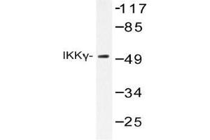 Western blot (WB) analysis of IKKgamma antibody in extracts from COS-7. (IKBKG antibody)