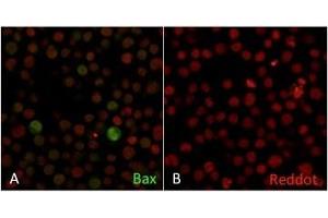 Confocal Immunofluorescence of Human Jurkat cells A. (BAX antibody  (AA 3-16))