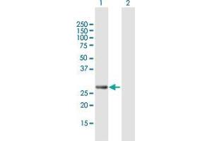 PCGF3 antibody  (AA 1-242)