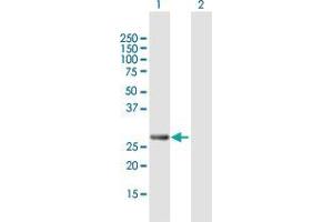 Western Blot analysis of PCGF3 expression in transfected 293T cell line by PCGF3 MaxPab polyclonal antibody. (PCGF3 antibody  (AA 1-242))