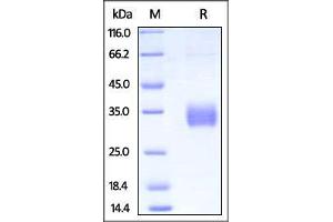 Biotinylated Human FcGR2A / CD32a (H131) on SDS-PAGE under reducing (R) condition.