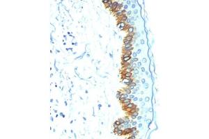 IHC staining of human skin with Acidic Cytokeratin antibody AE1. (Keratin Acidic (AE1) antibody)