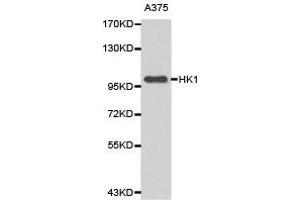Western Blotting (WB) image for anti-Hexokinase 1 (HK1) antibody (ABIN1873022) (Hexokinase 1 antibody)