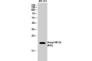 Western Blotting (WB) image for anti-Transcription Factor NF-E4 (NFE4) (acLys43) antibody (ABIN3179007) (NFE4 antibody  (acLys43))