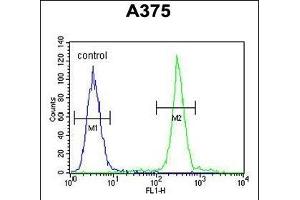 ARL8A Antibody (Center) (ABIN654121 and ABIN2843998) flow cytometric analysis of  cells (right histogram) compared to a negative control cell (left histogram). (ARL8A antibody  (AA 116-142))
