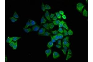Immunofluorescence staining of Hela cells with ABIN7149167 at 1:166, counter-stained with DAPI. (COX5A antibody  (AA 42-150))