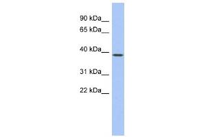 WB Suggested Anti-EN1 Antibody Titration:  0. (EN1 antibody  (Middle Region))