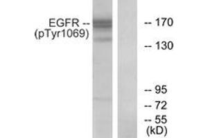 Western blot analysis of extracts from COS7 cells treated with EGF 200ng/ml 30', using EGFR (Phospho-Tyr1069) Antibody. (EGFR antibody  (pTyr1069))