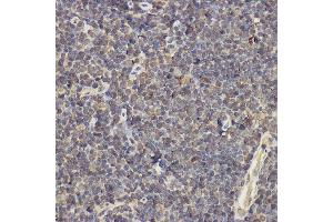 Immunohistochemistry of paraffin-embedded mouse thymus using IL17A Rabbit pAb (ABIN6128129, ABIN6142315, ABIN6142317 and ABIN6216088) at dilution of 1:200 (40x lens). (Interleukin 17a antibody  (AA 24-155))