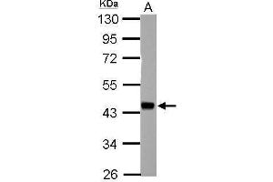 HSFY1 antibody