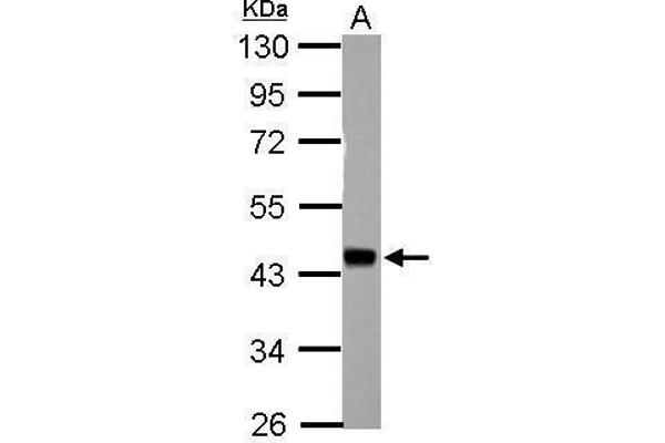 HSFY1 antibody