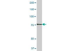 GRAF antibody  (AA 1-759)