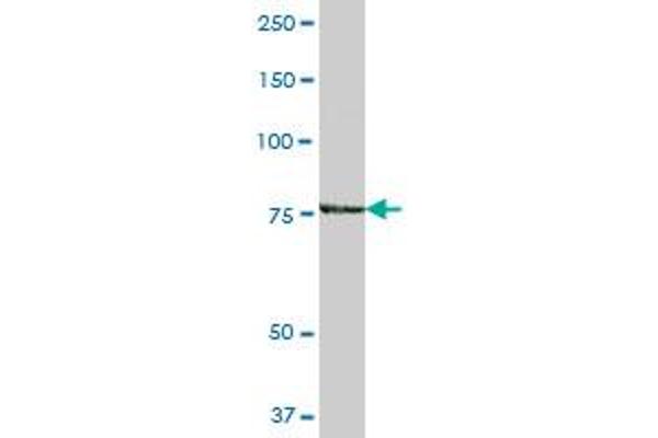 GRAF antibody  (AA 1-759)