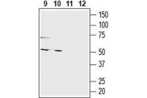 O3FAR1 antibody  (Extracellular, N-Term)