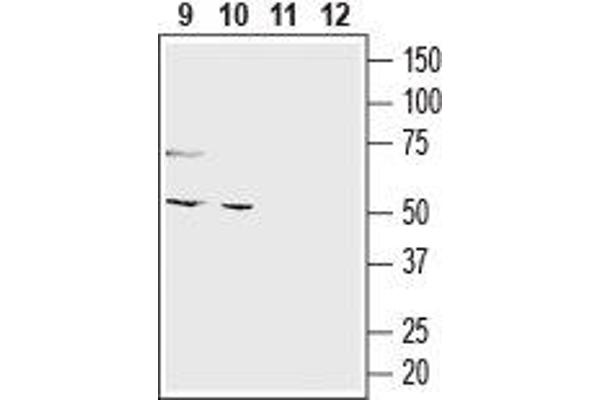 O3FAR1 antibody  (Extracellular, N-Term)