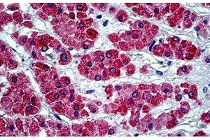 Human Adrenal: Formalin-Fixed, Paraffin-Embedded (FFPE) (MGST1 antibody  (AA 40-71))