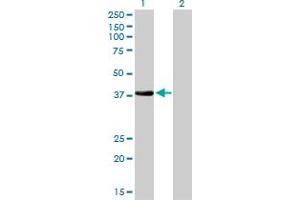 Western Blotting (WB) image for anti-NK2 Homeobox 5 (NKX2-5) (AA 1-324) antibody (ABIN560515)