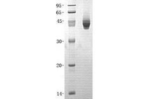 Validation with Western Blot (PPM1A Protein (Transcript Variant 1) (His tag))