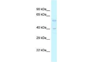 WB Suggested Anti-Tgfb3 Antibody   Titration: 1. (TGFB3 antibody  (Middle Region))