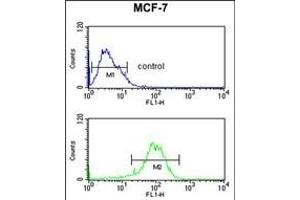 NR1H3 Antibody (Center) (ABIN653910 and ABIN2843147) flow cytometric analysis of MCF-7 cells (bottom histogram) compared to a negative control cell (top histogram). (NR1H3 antibody  (AA 226-253))