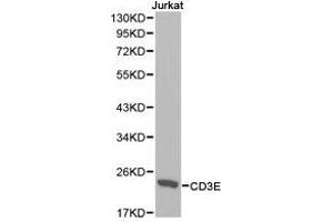 Western Blotting (WB) image for anti-CD3 epsilon (CD3E) antibody (ABIN1871626)
