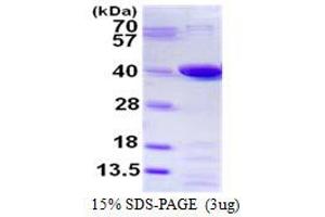 Image no. 1 for Prostaglandin Reductase 1 (PTGR1) protein (His tag) (ABIN1098342) (PTGR1 Protein (His tag))