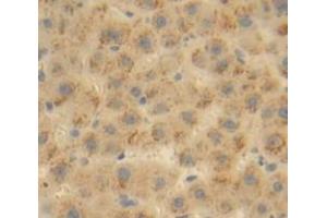 Figure. (ANGPTL6 antibody  (AA 257-470))