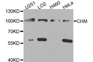Western blot analysis of extracts of various cell lines, using CHM antibody. (CHM antibody  (AA 120-210))