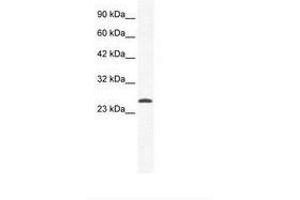 Image no. 1 for anti-Calcium Channel, Voltage-Dependent, gamma Subunit 6 (CACNG6) (AA 22-71) antibody (ABIN203032) (CACNG6 antibody  (AA 22-71))