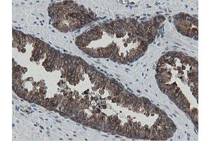 Image no. 2 for anti-Mitochondrial Intermediate Peptidase (MIPEP) (AA 174-516) antibody (ABIN1491015)