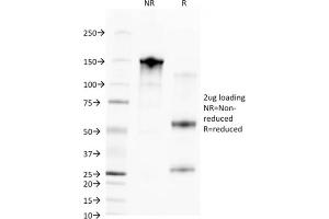 SDS-PAGE Analysis Purified CD68 Mouse Monoclonal Antibody (C68/2709). (CD68 antibody  (AA 150-221))