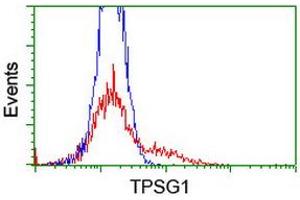 Image no. 2 for anti-Tryptase gamma 1 (TPSG1) (AA 20-283) antibody (ABIN1491160)