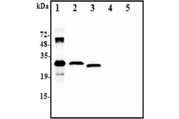 IL-37 antibody