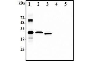 Western blot analysis using anti-IL-37 (human), pAb  at 1:2. (IL-37 antibody)