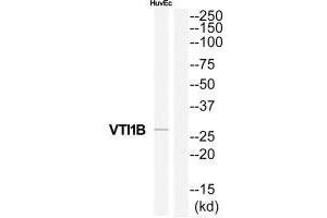 Western blot analysis of extracts from HuvEc cells, using VTI1B antibody.