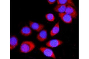 IF analysis of ATP1B1 using anti-ATP1B1 antibody (ABIN7602014).