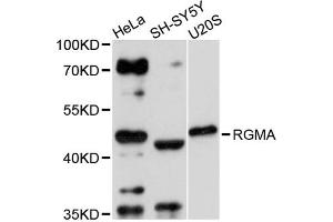 Western blot analysis of extracts of various cell lines, using RGMA antibody (ABIN1874594) at 1:3000 dilution. (RGMA antibody)