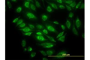 Immunofluorescence (IF) image for anti-HtrA Serine Peptidase 2 (HTRA2) (AA 359-458) antibody (ABIN565385)