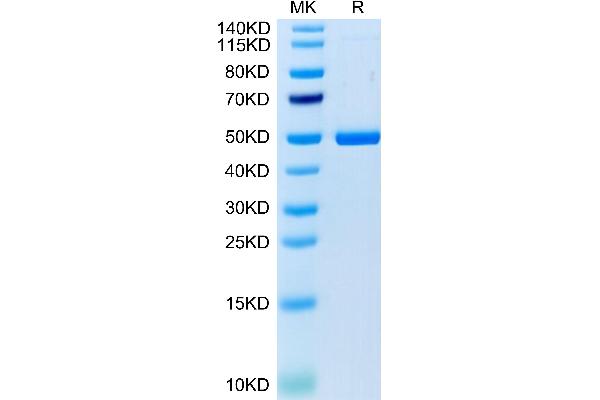 TNFSF9 Protein (AA 68-251) (Fc Tag)