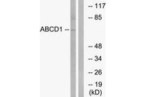 Western Blotting (WB) image for anti-ATP-Binding Cassette, Sub-Family D (Ald), Member 1 (ABCD1) (AA 531-580) antibody (ABIN2890147) (ABCD1 antibody  (AA 531-580))