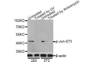 Western blot analysis of extracts of 293 and NIH/3T3 cells, using Phospho-Jun-S73 antibody (ABIN5969904) at 1/1000 dilution. (C-JUN antibody  (pSer73, Ser73))